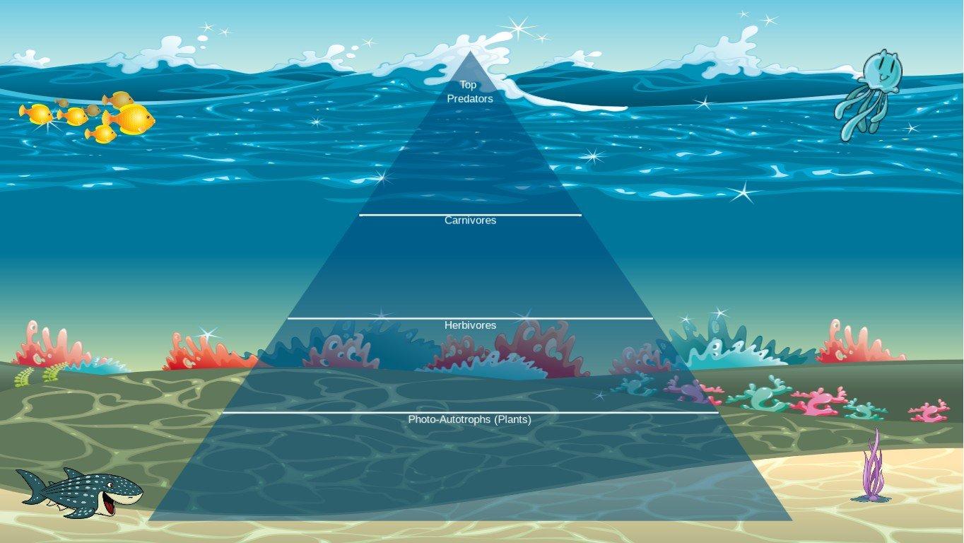 Ocean Ecological Pyramid