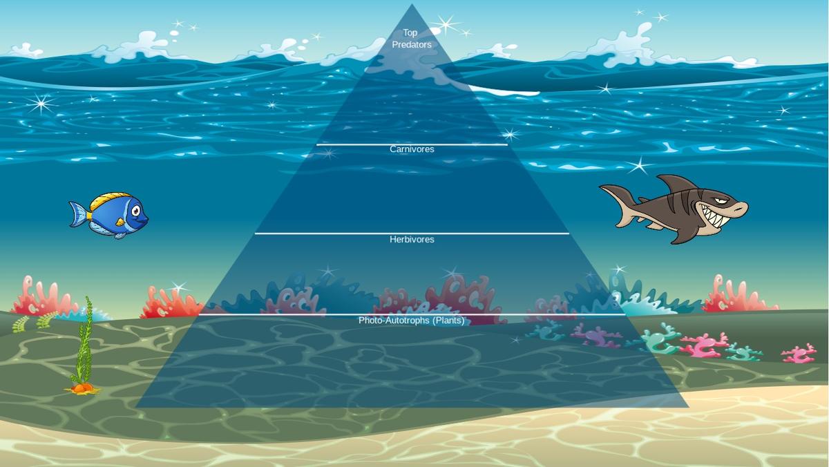 Ocean Ecological Pyramid