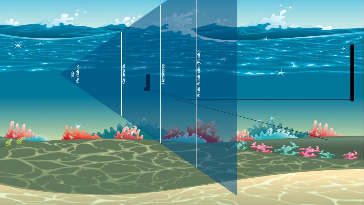 Ocean Ecological Pyramid