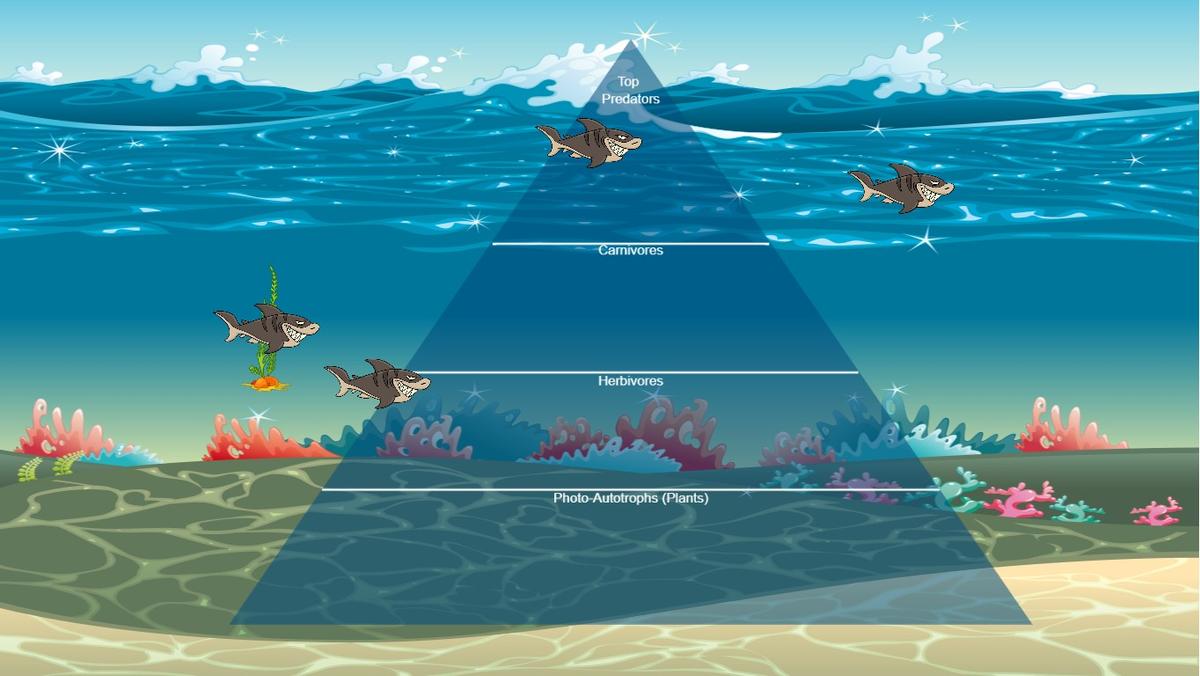 Ocean Ecological Pyramid