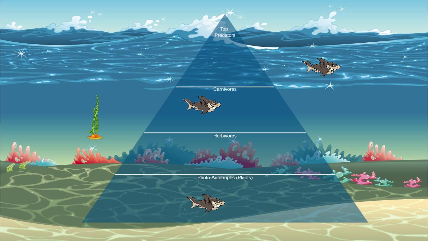 Ocean Ecological Pyramid