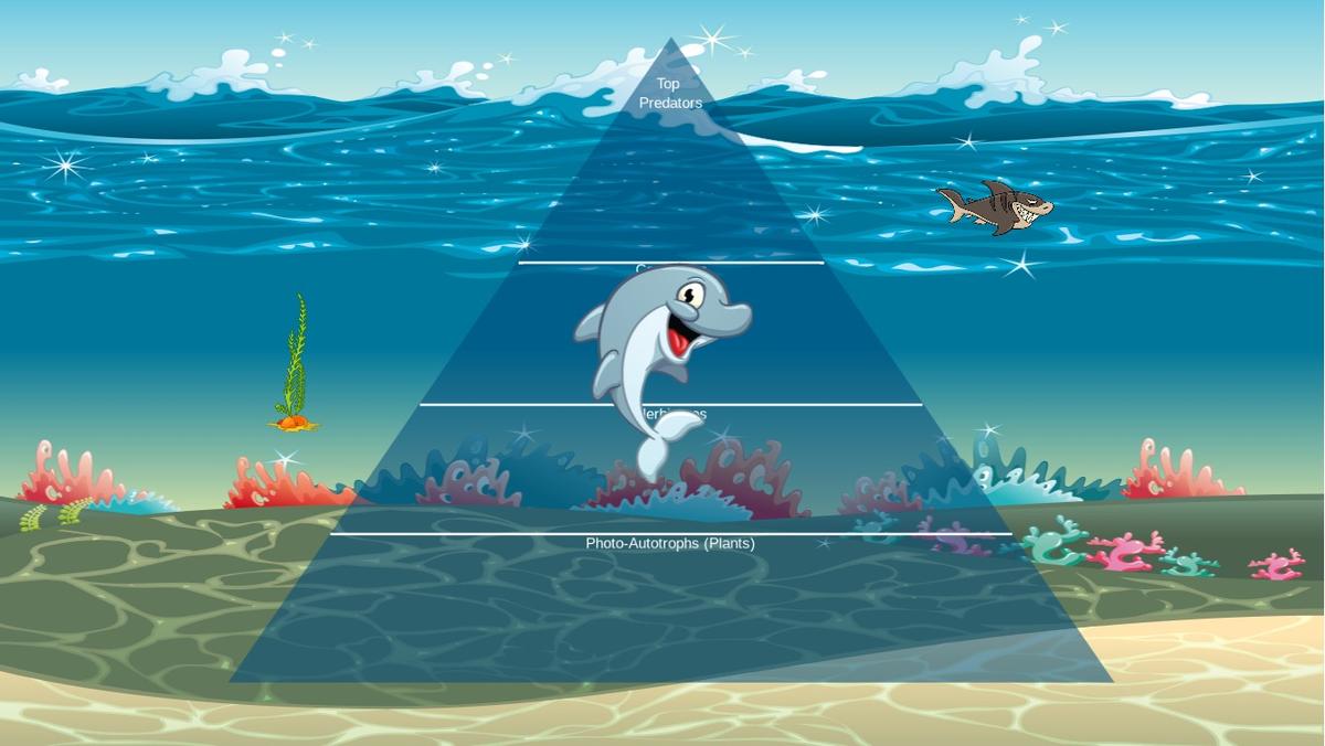 Ocean Ecological Pyramid