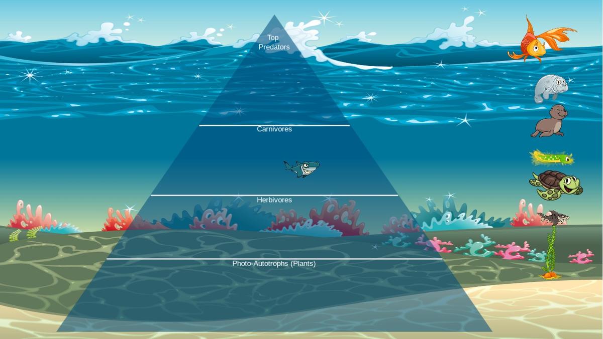 Ocean Ecological Pyramid