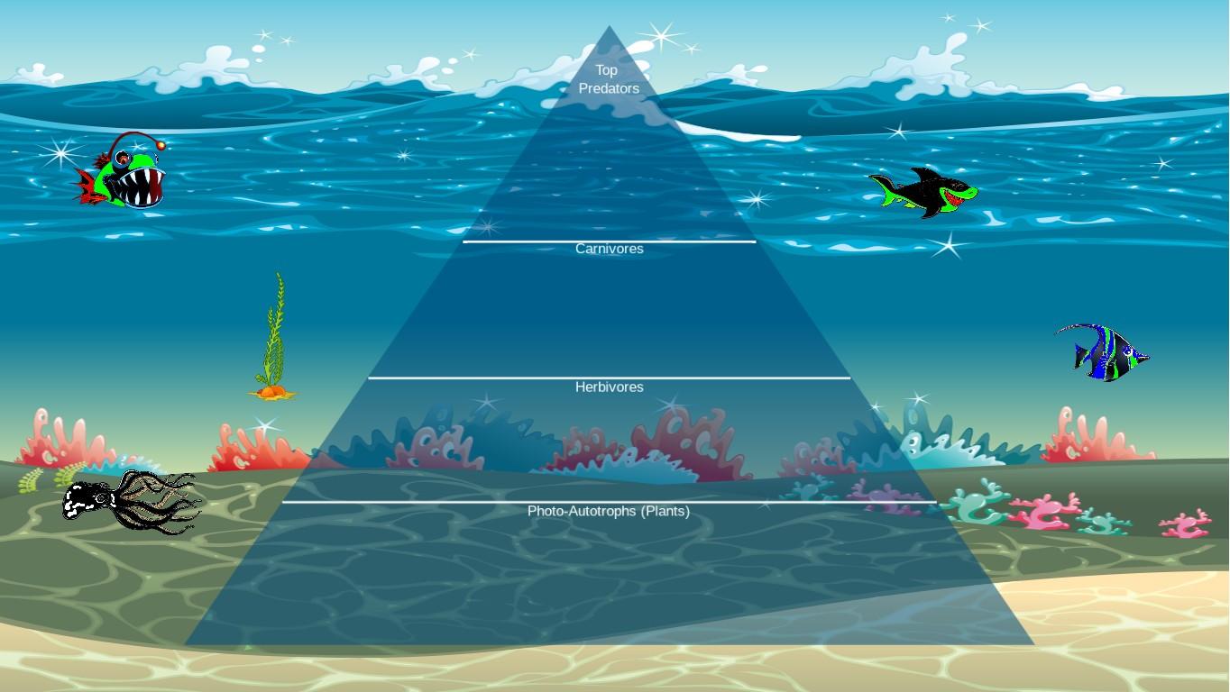 Ocean Ecological Pyramid