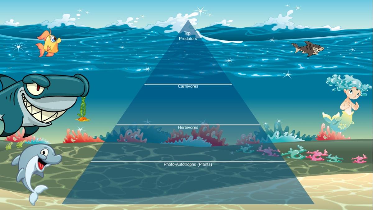 Ocean Ecological Pyramid