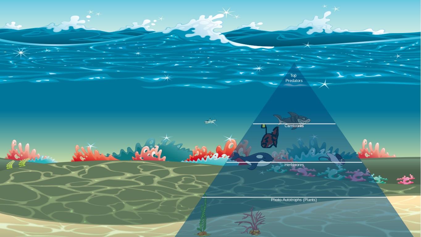 Ocean Ecological Pyramid