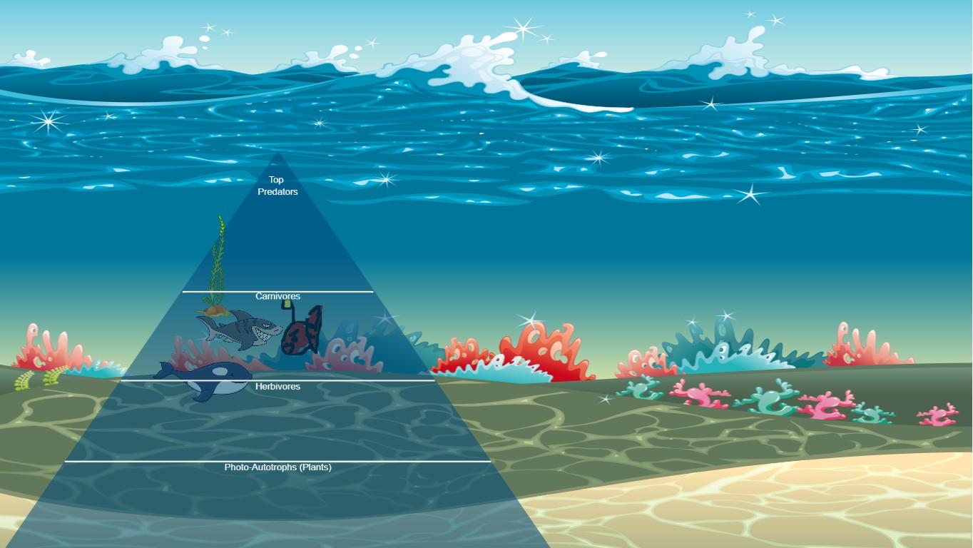 Ocean Ecological Pyramid