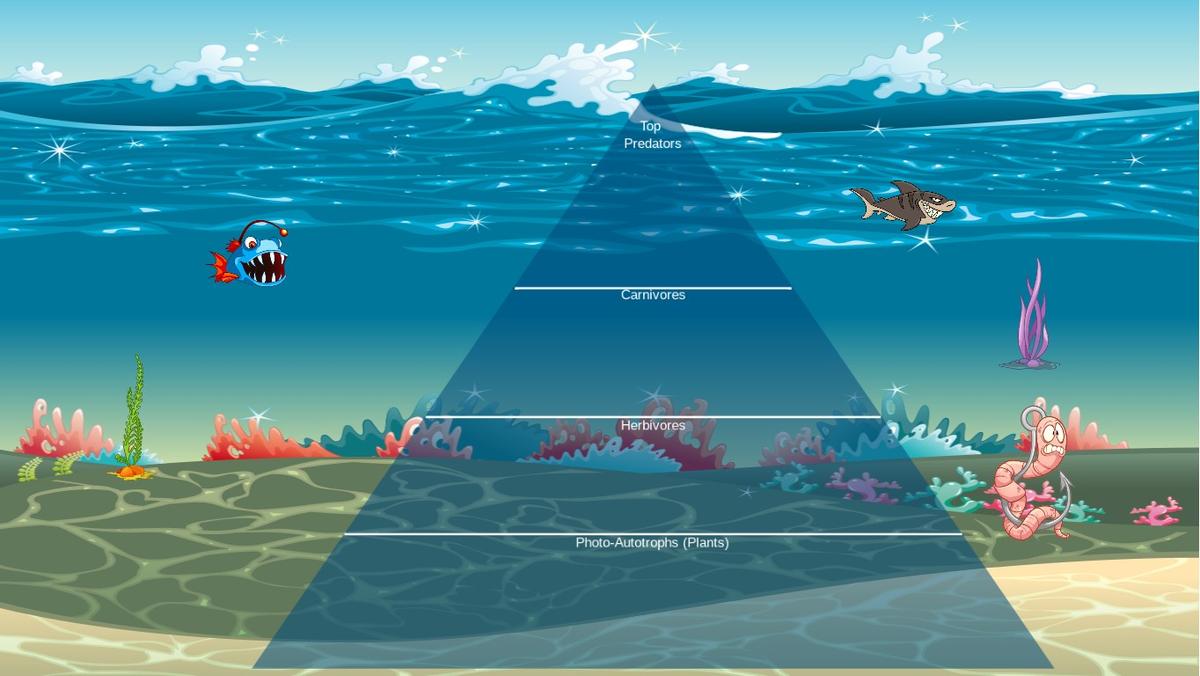 Ocean Ecological Pyramid