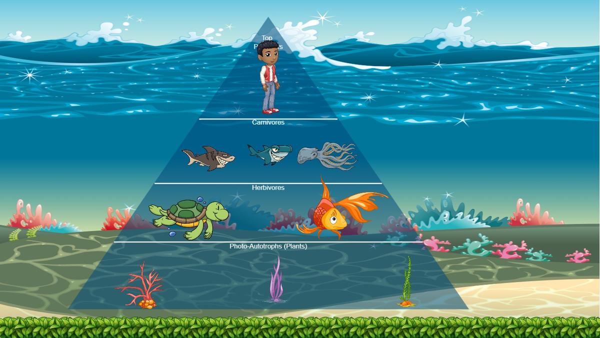 Ocean Ecological Pyramid