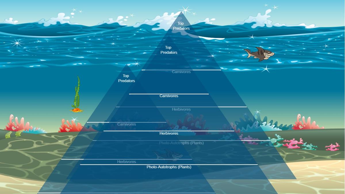 Ocean Ecological Pyramid