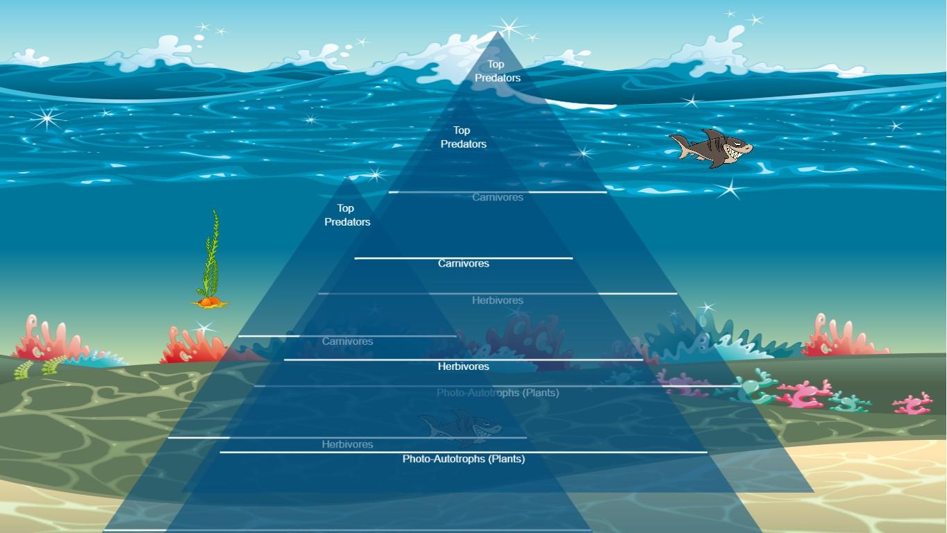 Ocean Ecological Pyramid