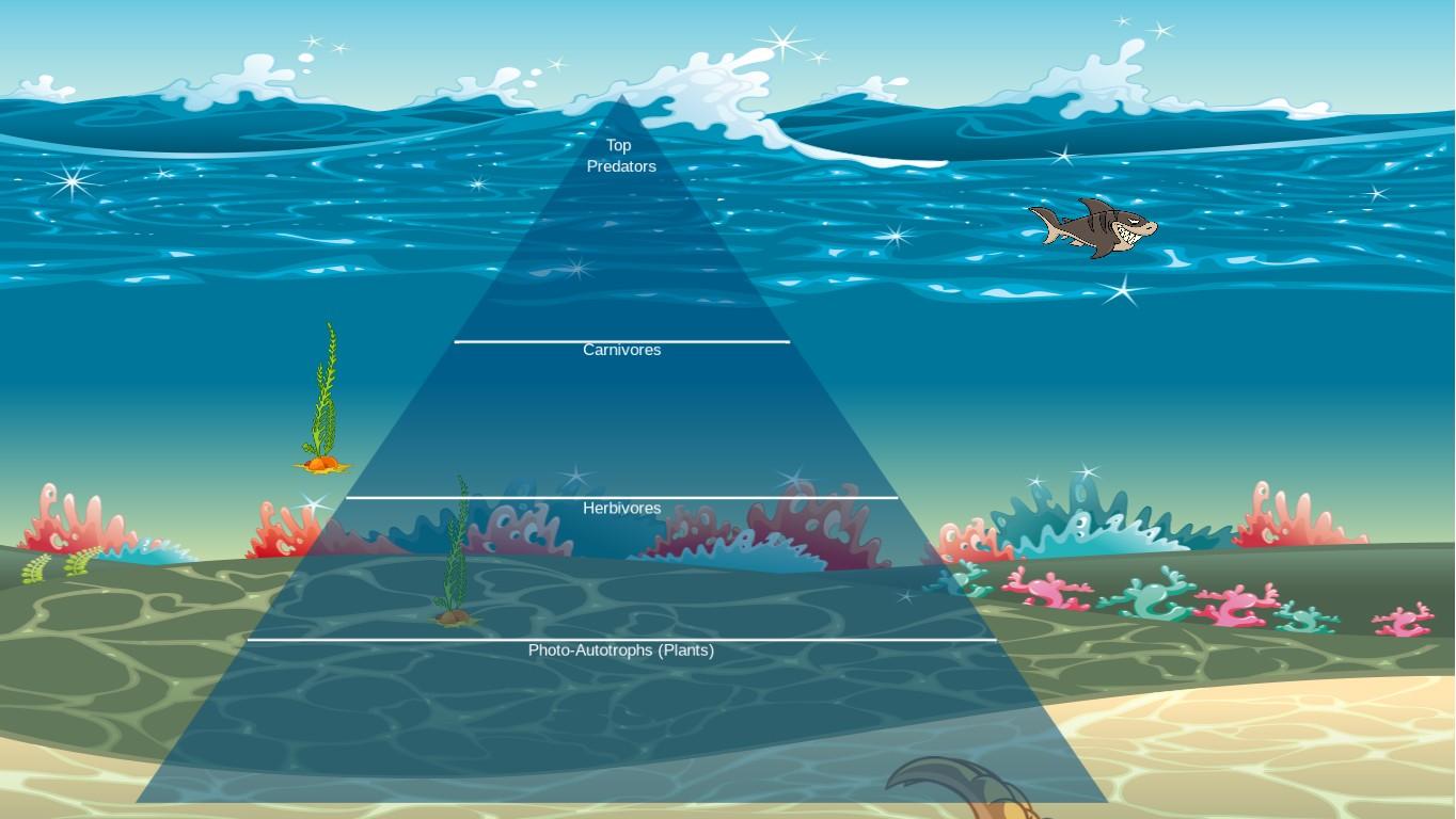 Ocean Ecological Pyramid