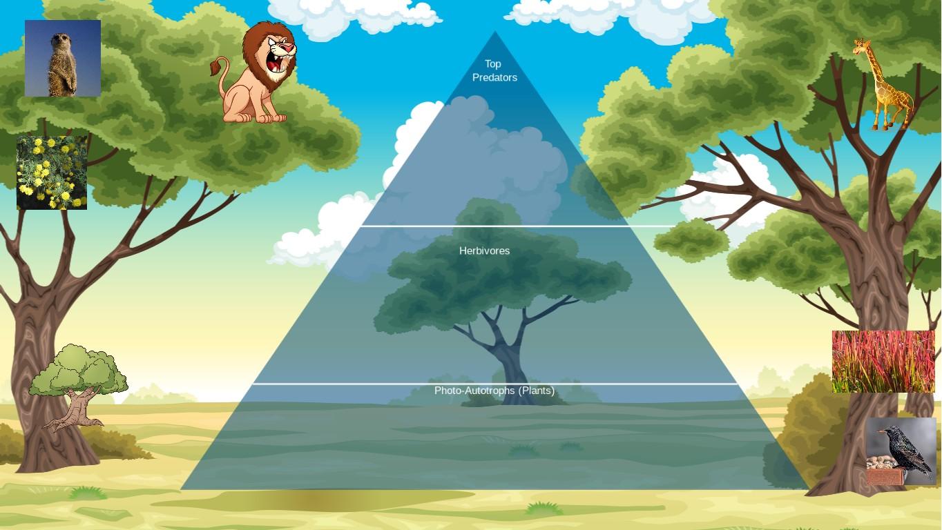 Ocean Ecological Pyramid