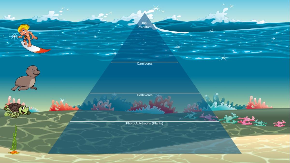 Ocean Ecological Pyramid