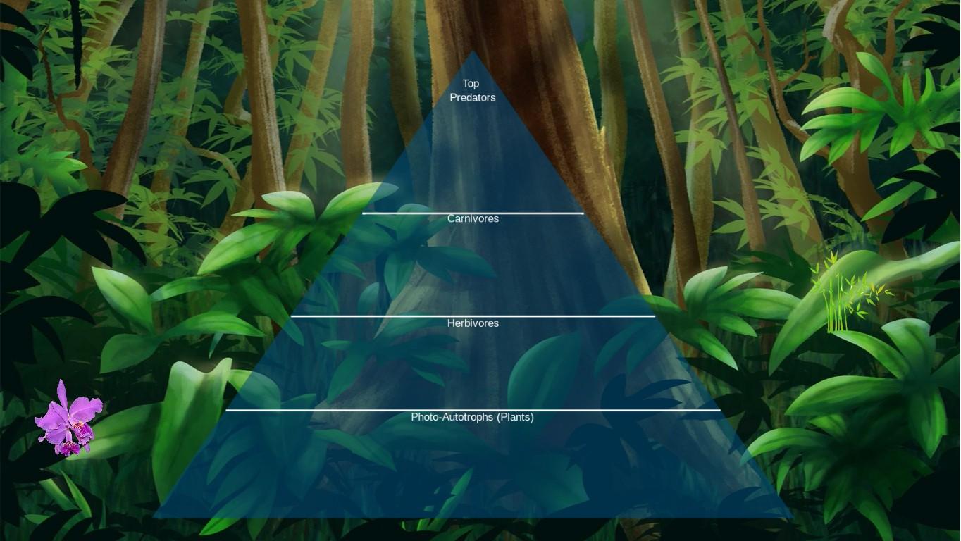 Ocean Ecological Pyramid