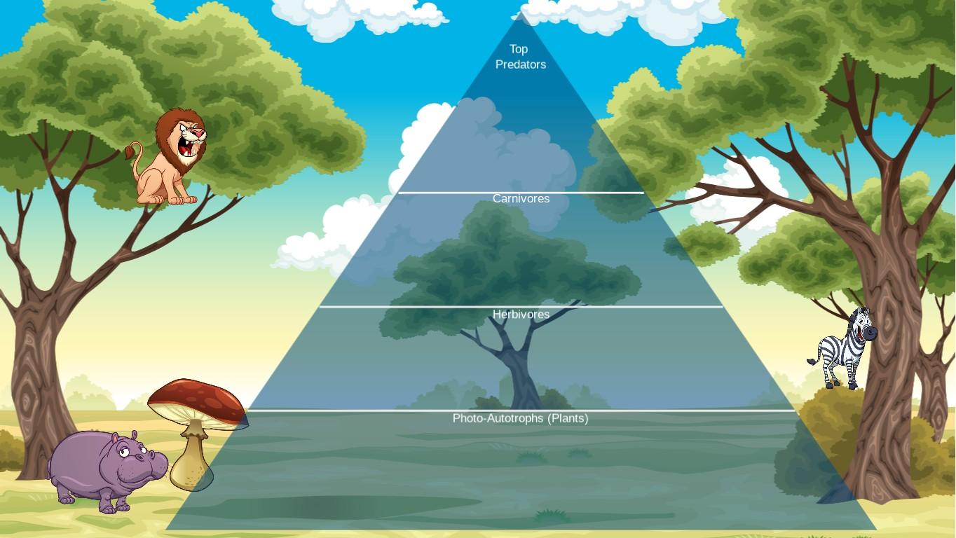 Ocean Ecological Pyramid