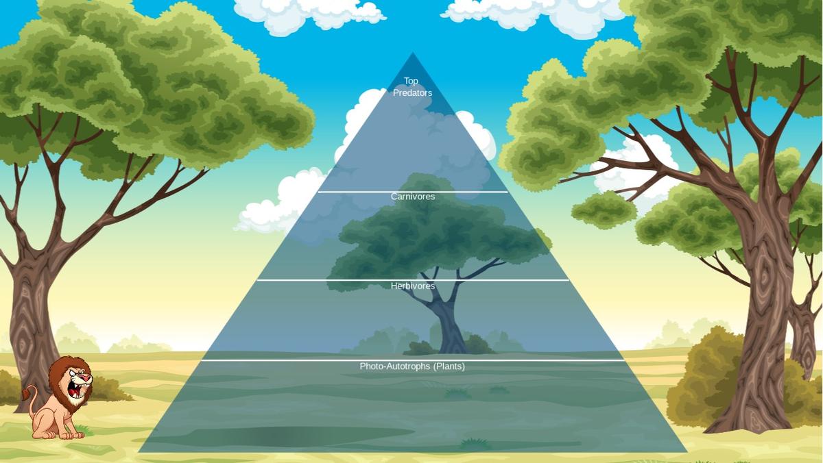 Ocean Ecological Pyramid