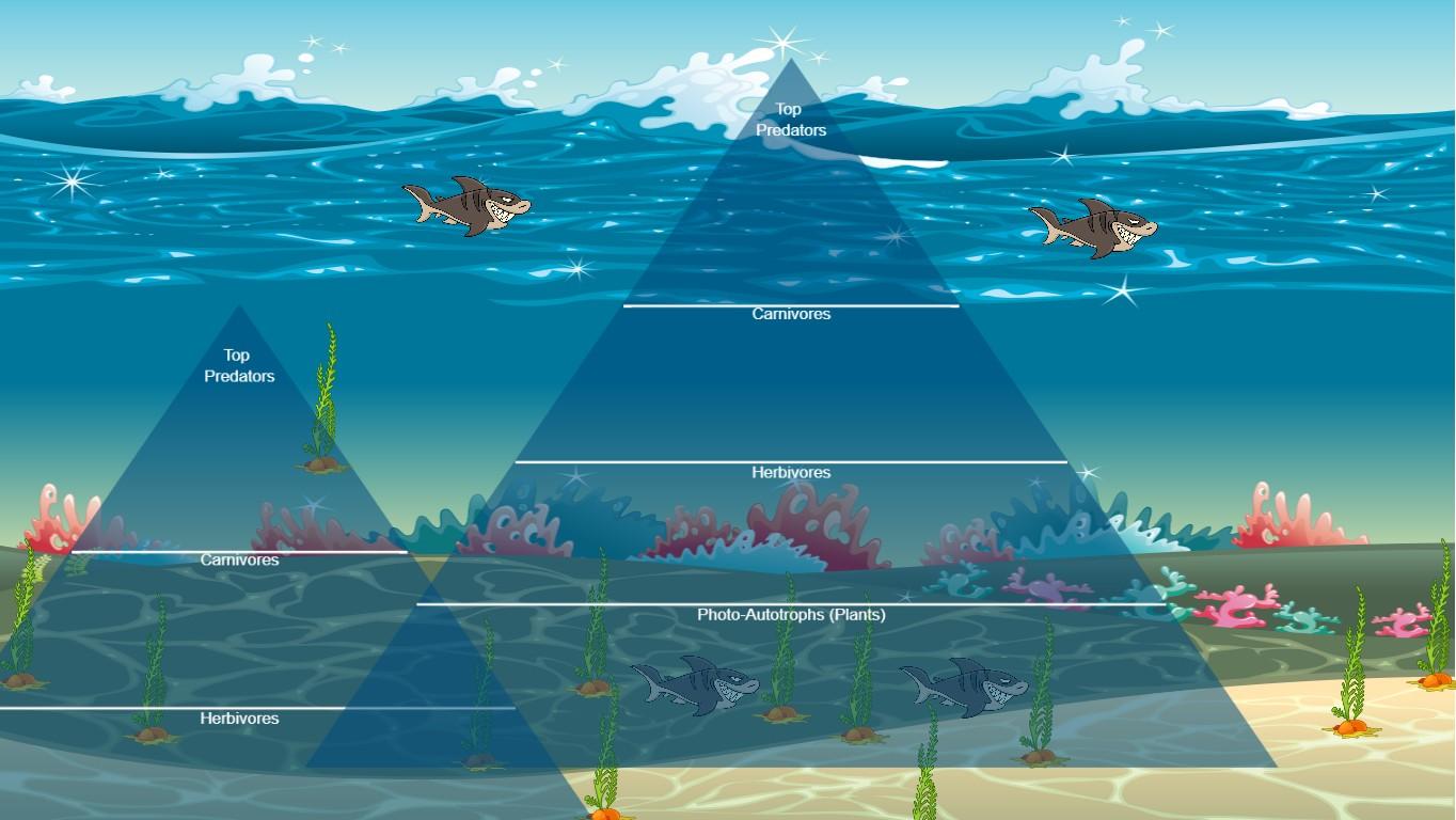 Ocean Ecological Pyramid