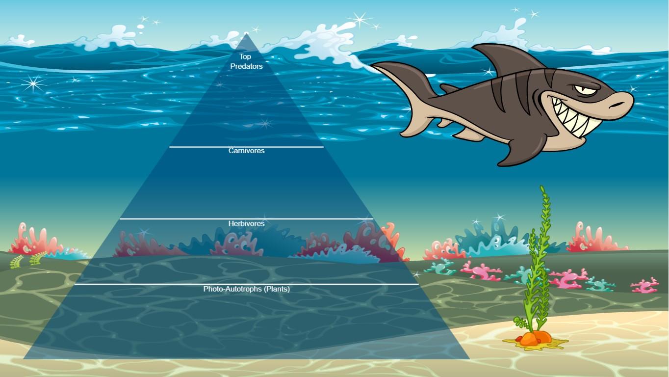 Ocean Ecological Pyramid