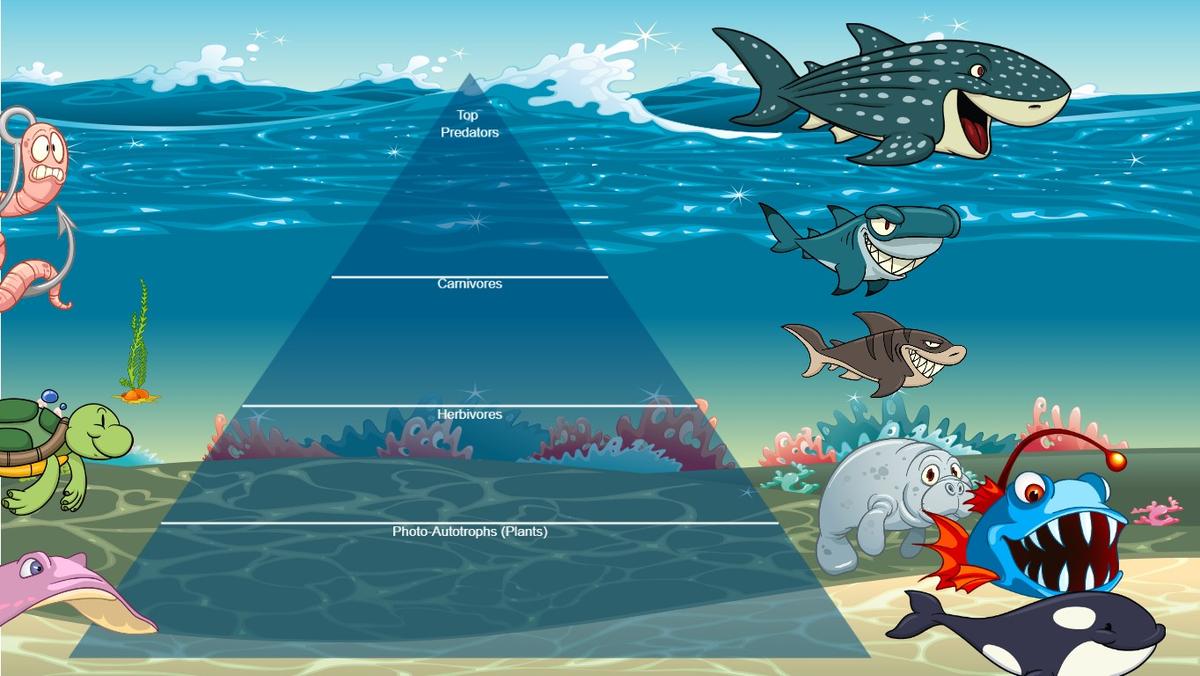 Ocean Ecological Pyramid