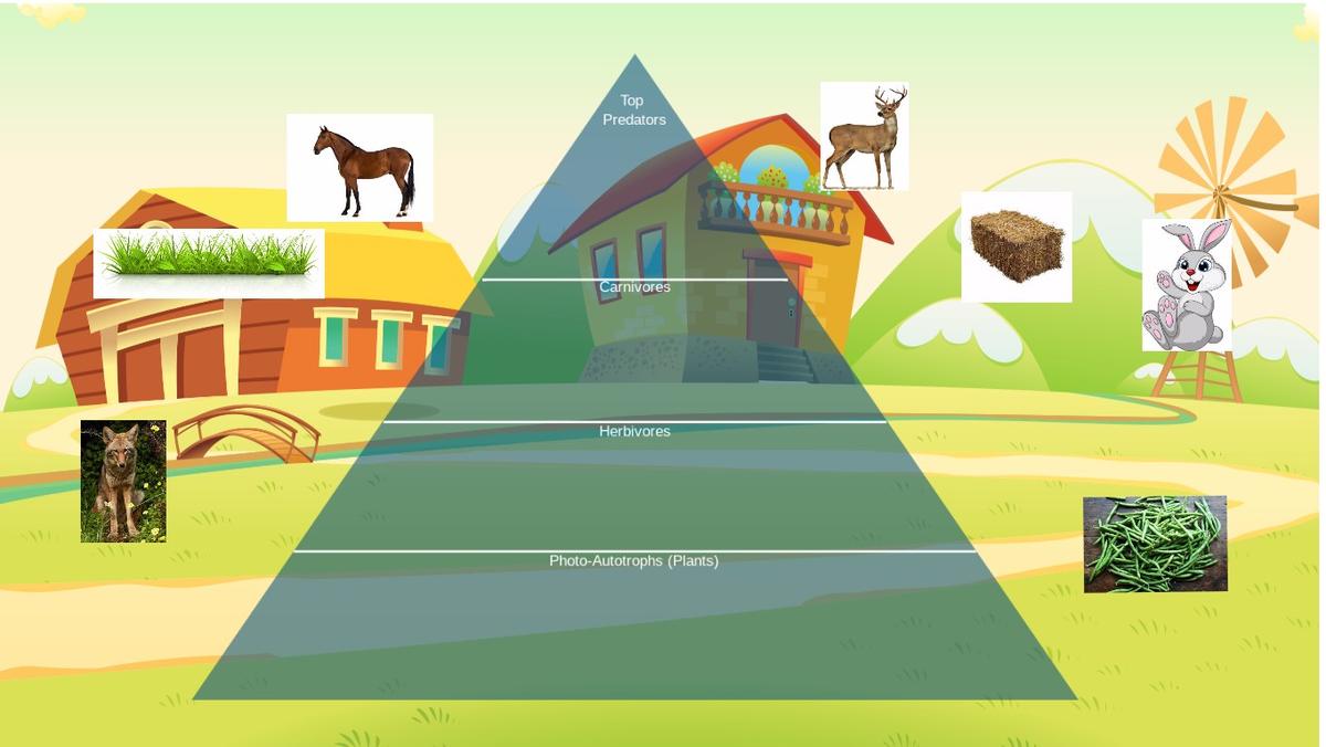 Farm Ecological Pyramid