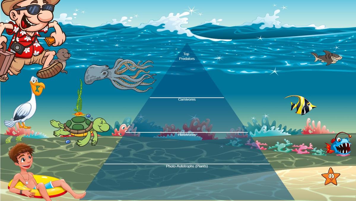 Ocean Ecological Pyramid