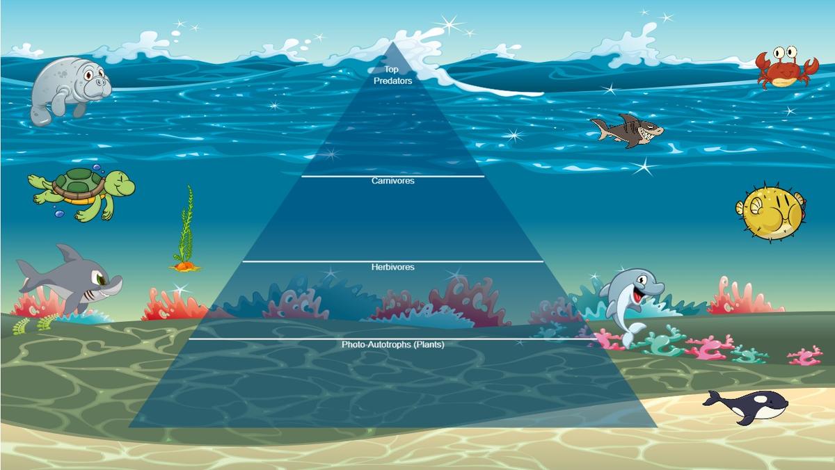 Ocean Ecological Pyramid