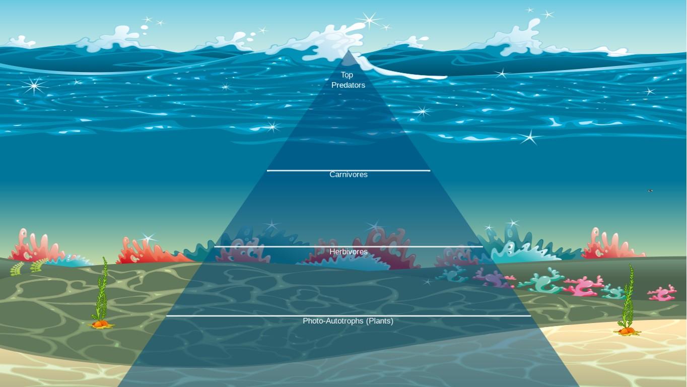 Ocean Ecological Pyramid