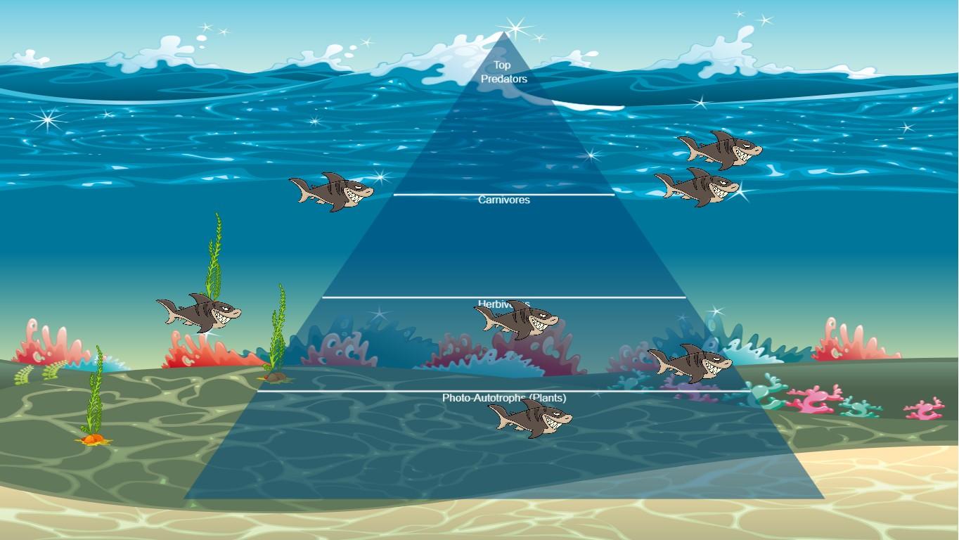 Ocean Ecological Pyramid