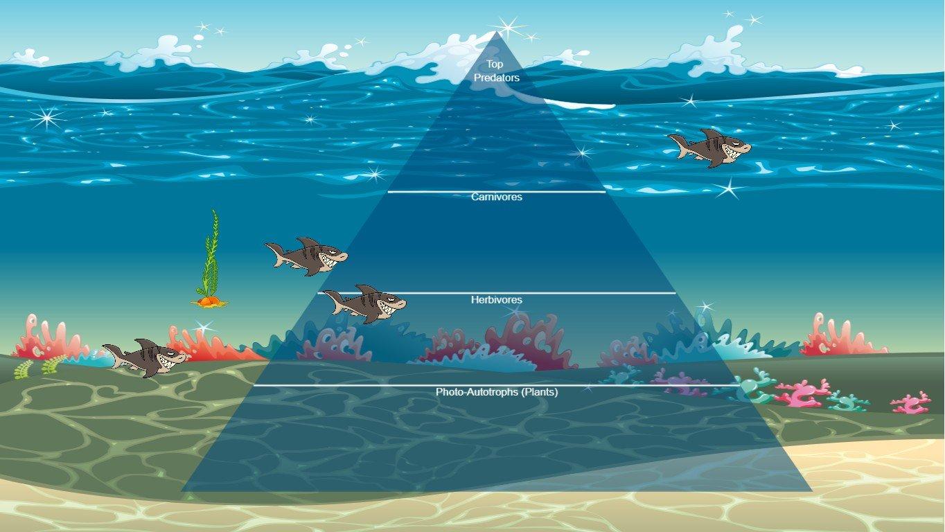 Ocean Ecological Pyramid