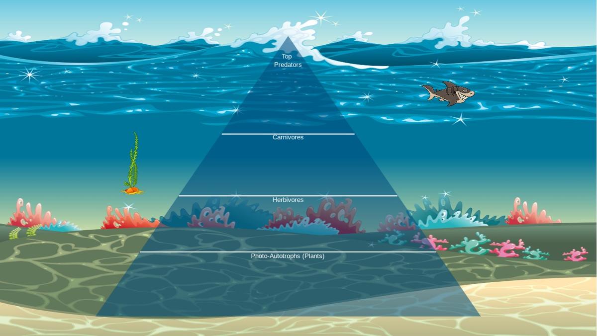 Ocean Ecological Pyramid