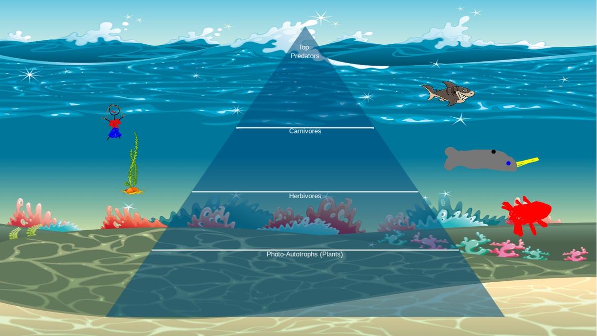 Ocean Ecological Pyramid