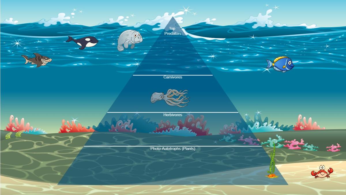 Ocean Ecological Pyramid