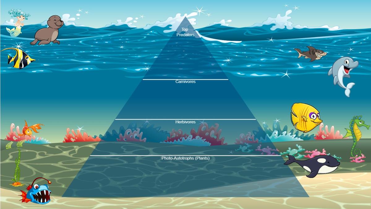 Ocean Ecological Pyramid