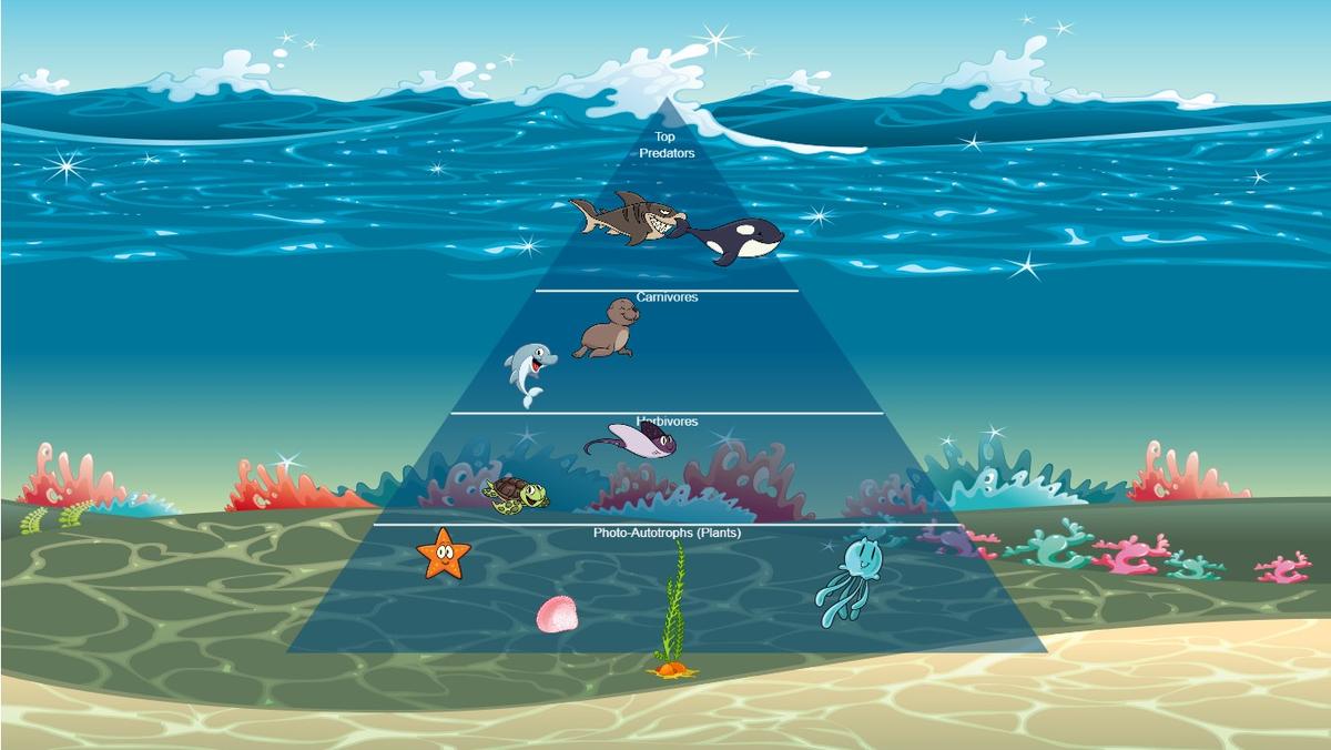 Ocean Ecological Pyramid