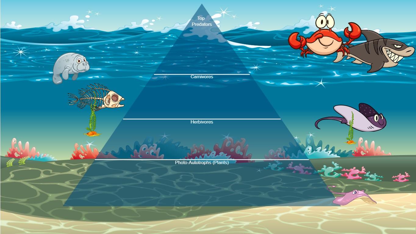 Ocean Ecological Pyramid