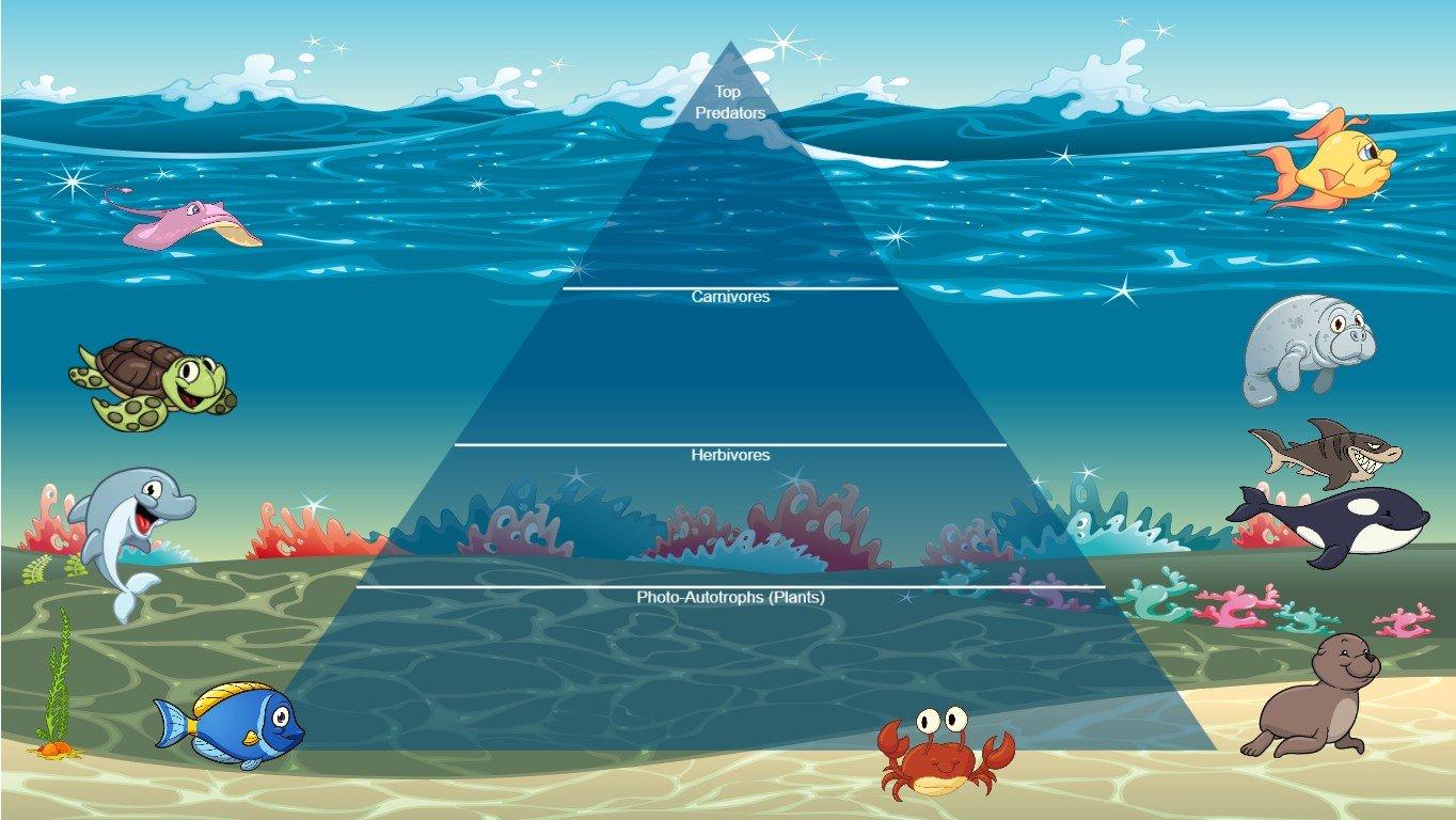 Ocean Ecological Pyramid