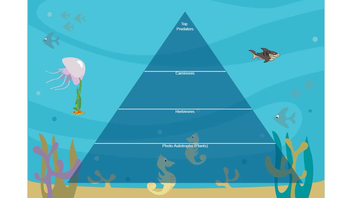 Ocean Ecological Pyramid