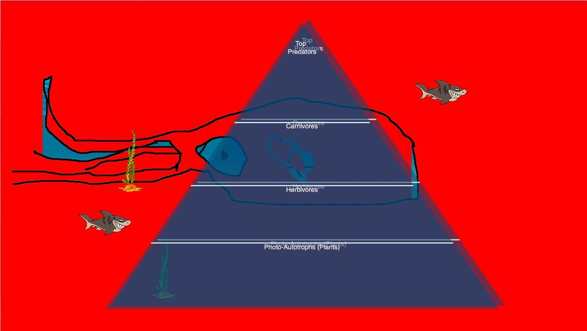 Ocean Ecological Pyramid