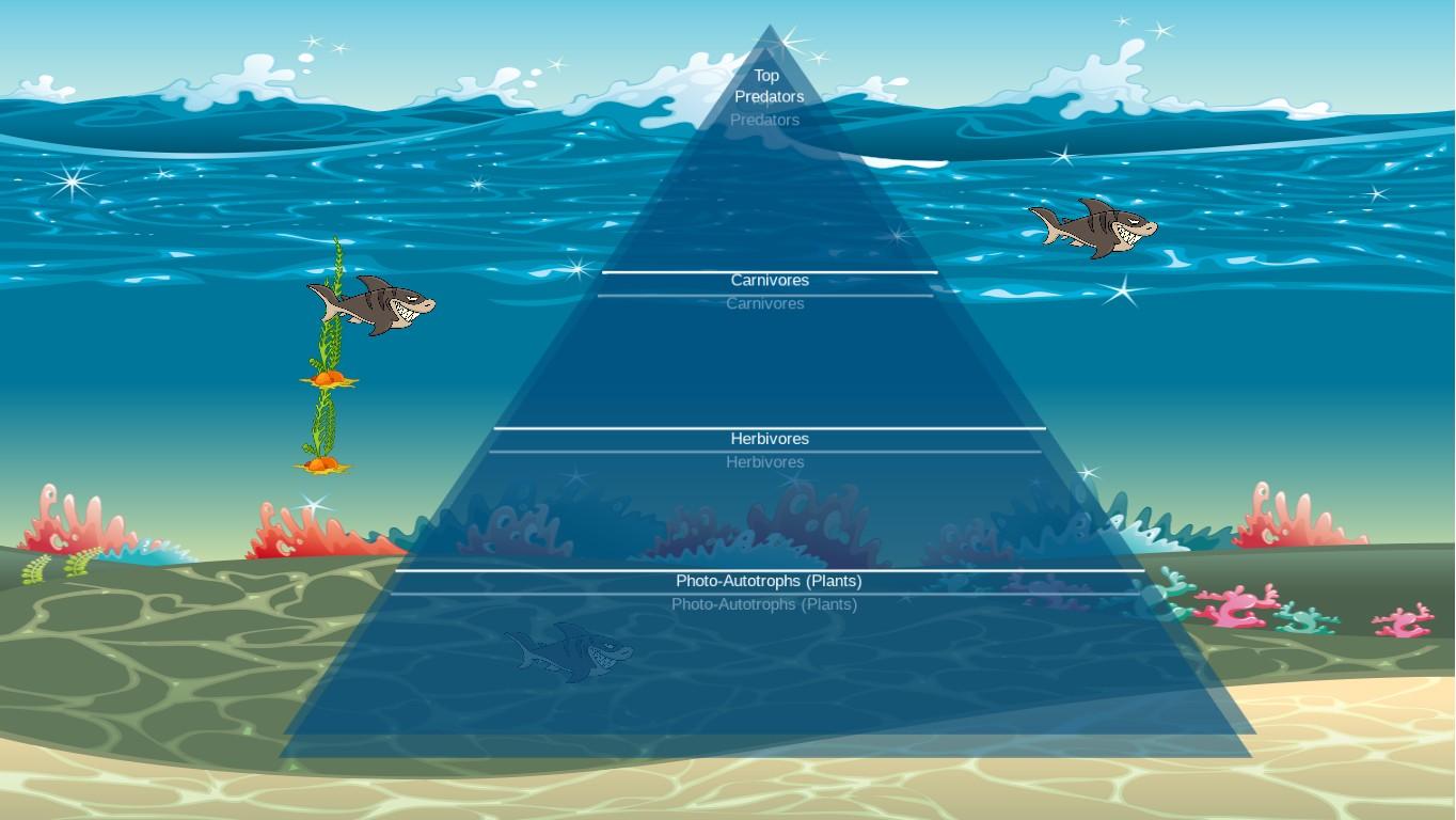 Ocean Ecological Pyramid