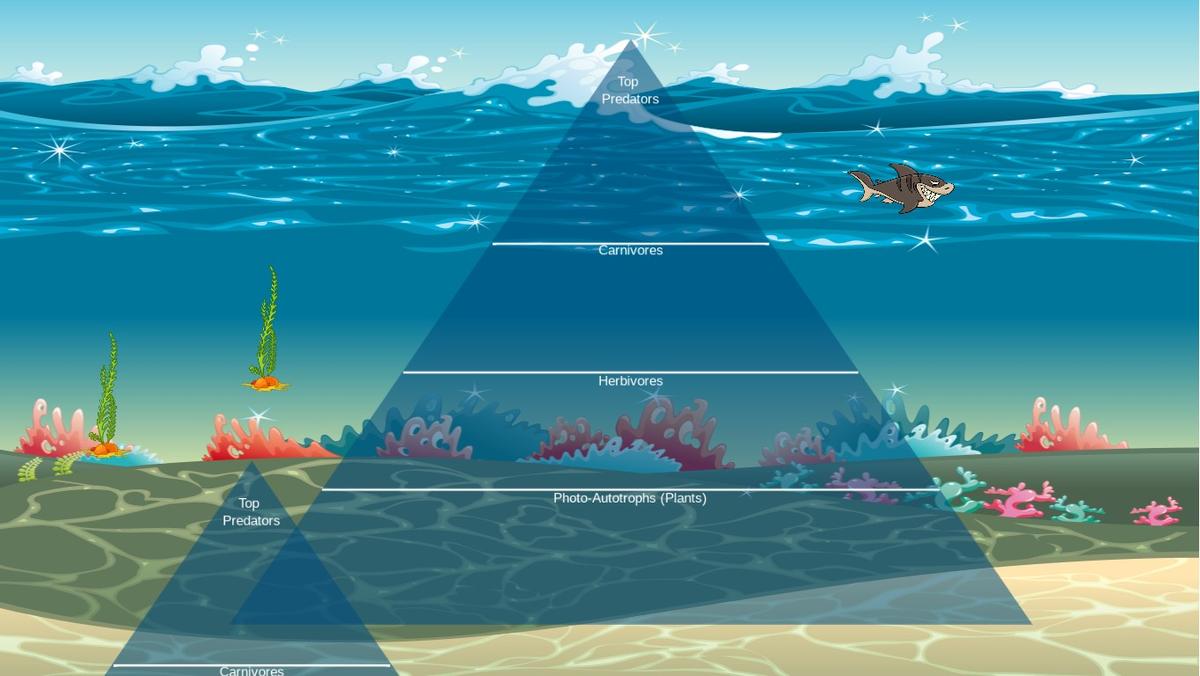 Ocean Ecological Pyramid