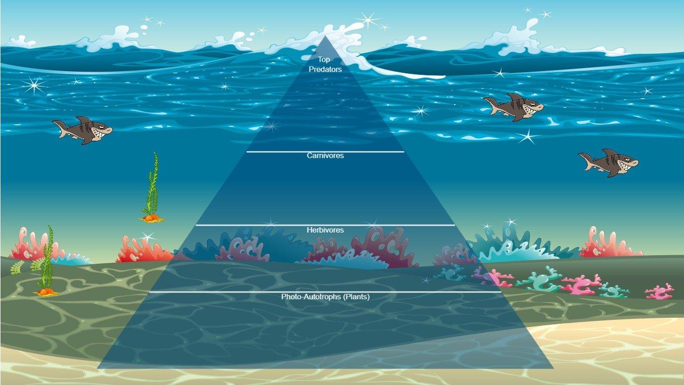 Ocean Ecological Pyramid