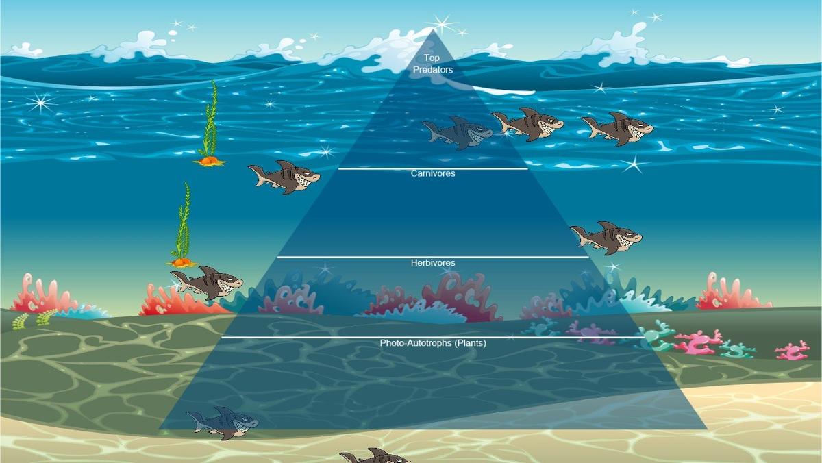 Ocean Ecological Pyramid