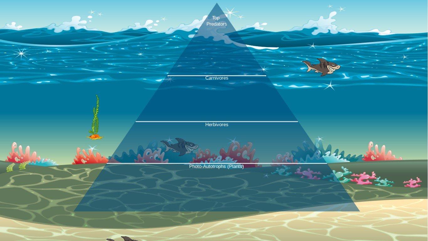 Ocean Ecological Pyramid