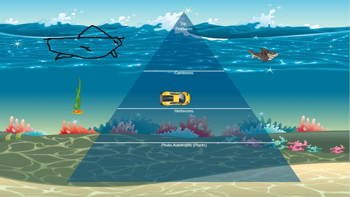 Ocean Ecological Pyramid