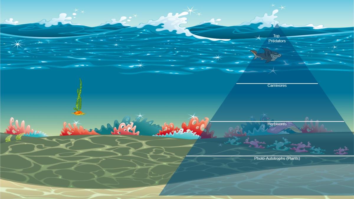 Ocean Ecological Pyramid