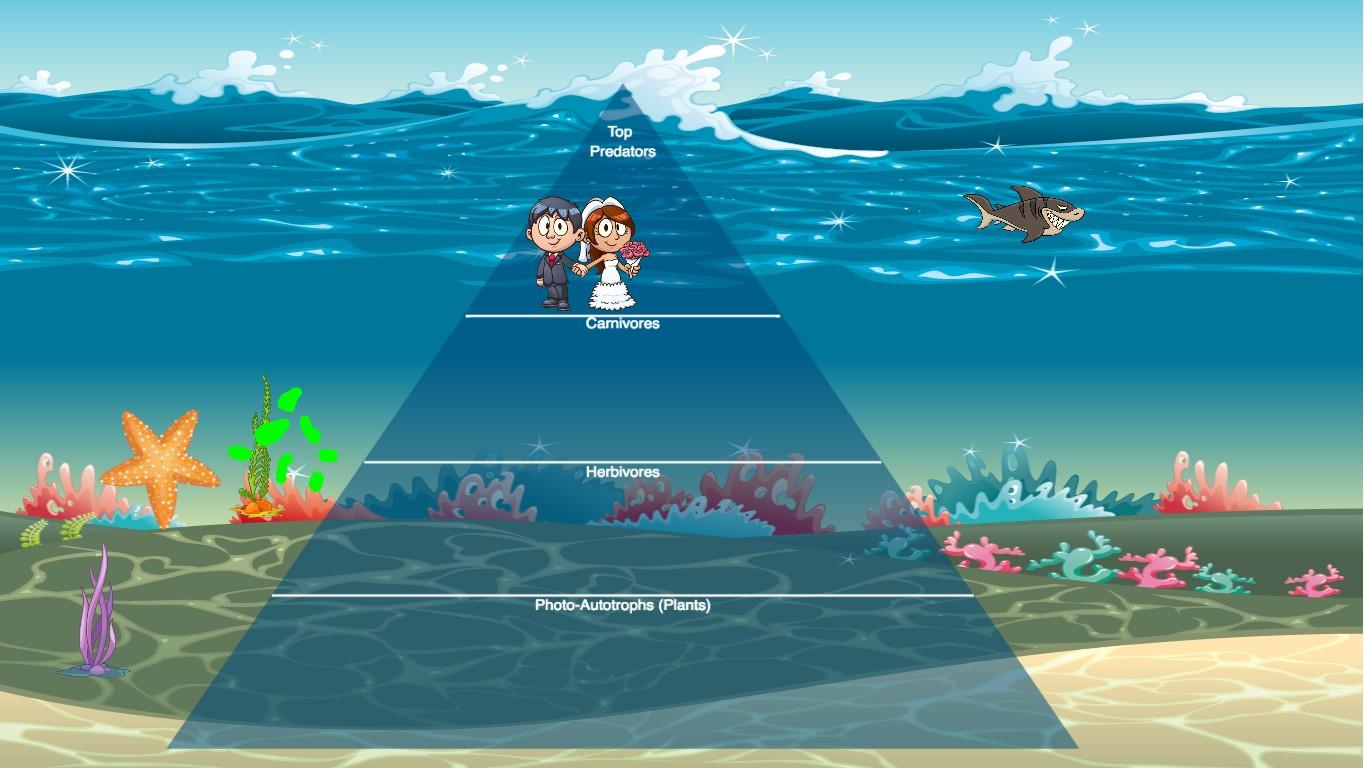 Ocean Ecological Pyramid