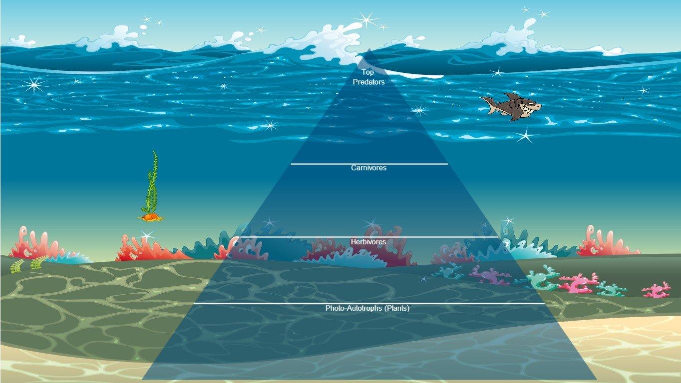 Ocean Ecological Pyramid