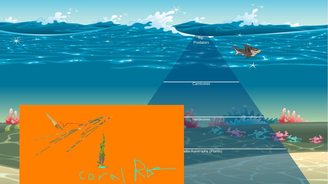 Ocean Ecological Pyramid