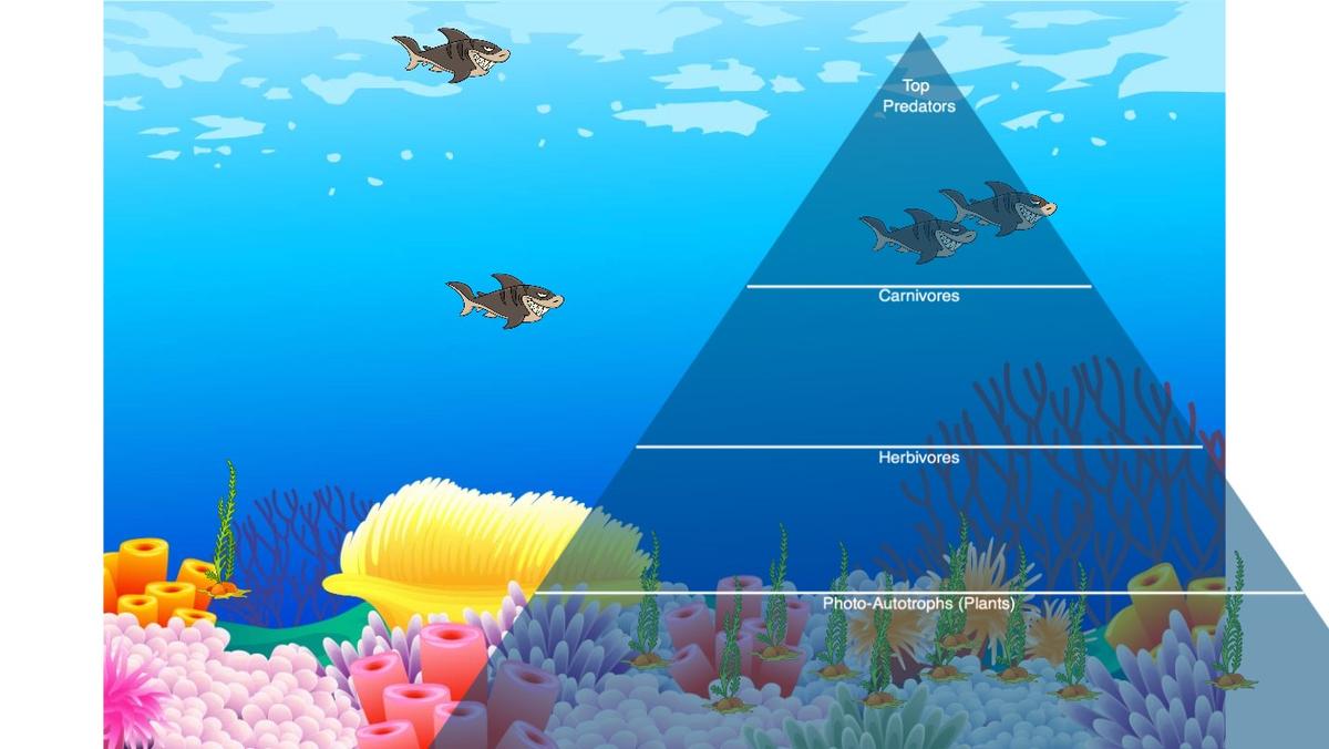 Ocean Ecological Pyramid